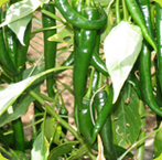 Green Long Chilli