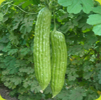 Chinese Bittermelon