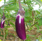 Chinese Eggplant