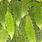 Indian Bitter gourd