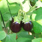 Indian Egg Plant