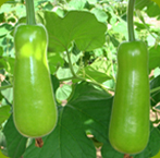 Long Squash