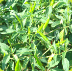 Thai Chilli